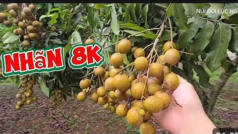 Vườn Nhãn 8k Cuốn Vườn Của Ông Chú l Núi Đồi Lục Ngạn