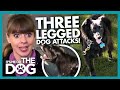 Cute Three-Legged Dog Has a Hidden Aggressive Side! | It's Me or The Dog
