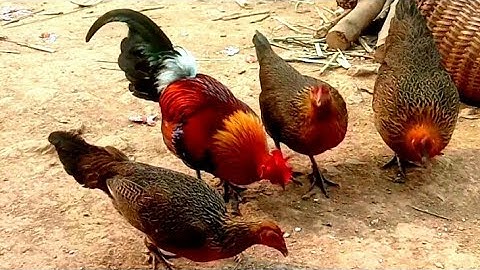 Đi làm gặp ông chú có đôi gà đẹp quá II nkawm qaib no zoo nkauj kawg nkau li tsoom phooj ywg v