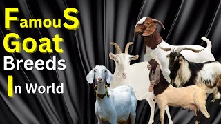 Famous Goat Breeds In The World