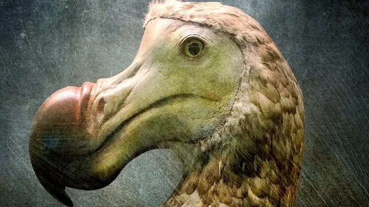 Scientists Finally Know The Real Reason Dodo Birds Went Extinct - DayDayNews