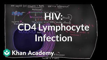 How HIV infects us: CD4 (T-helper) lymphocyte infection | NCLEX-RN | Khan Academy