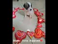 Super Cute Puppies❤️🤗