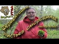 ФЕРМЕНТАЦИЯ ЛИСТЬЕВ СМОРОДИНЫ - мастер класс