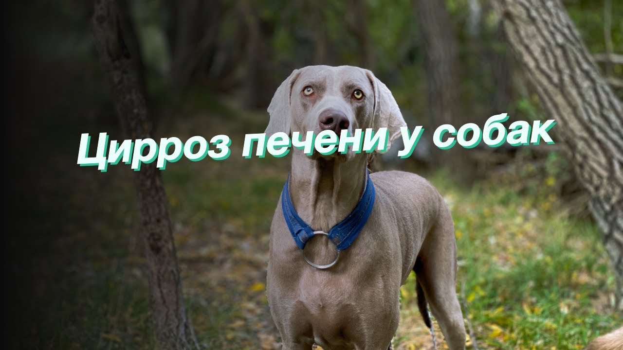 Цирроз печени у собак