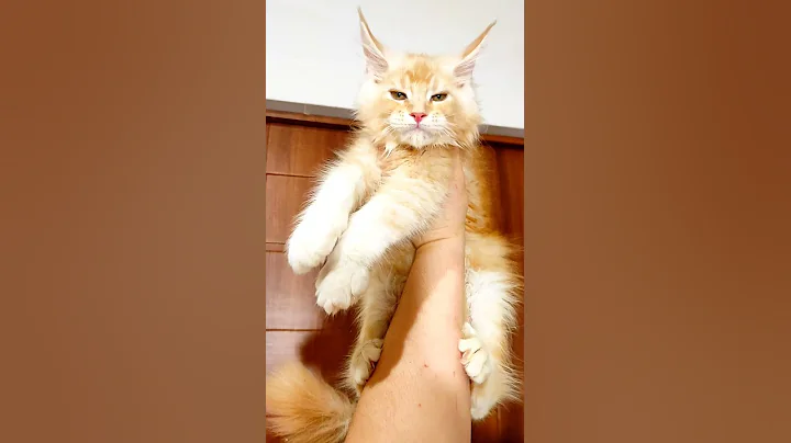 Video 6605201: red silver maine coon