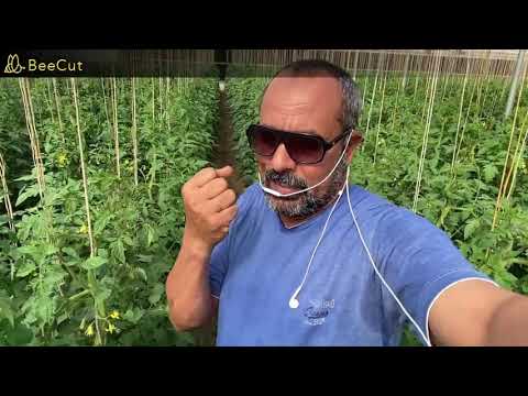 فيديو: أفكار تعريشة الطماطم - كيفية عمل تعريشة علوية لنباتات الطماطم