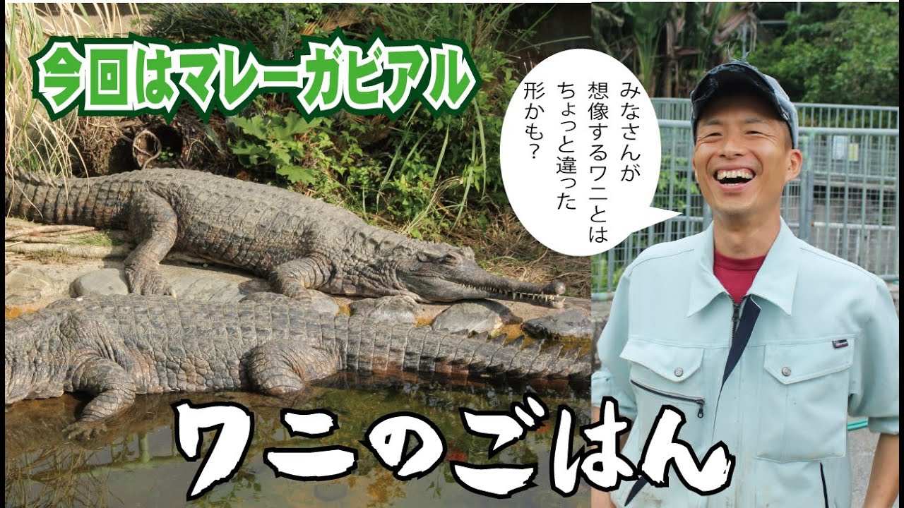 どうぶつたち マレーガビアルのごはん Youtube どうぶつたち マレーガビアルのごはん Youtube