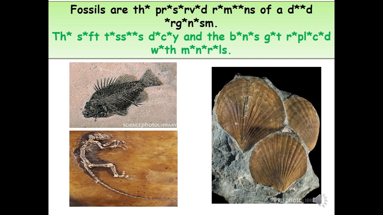 Biology Fossils and Extinction YouTube