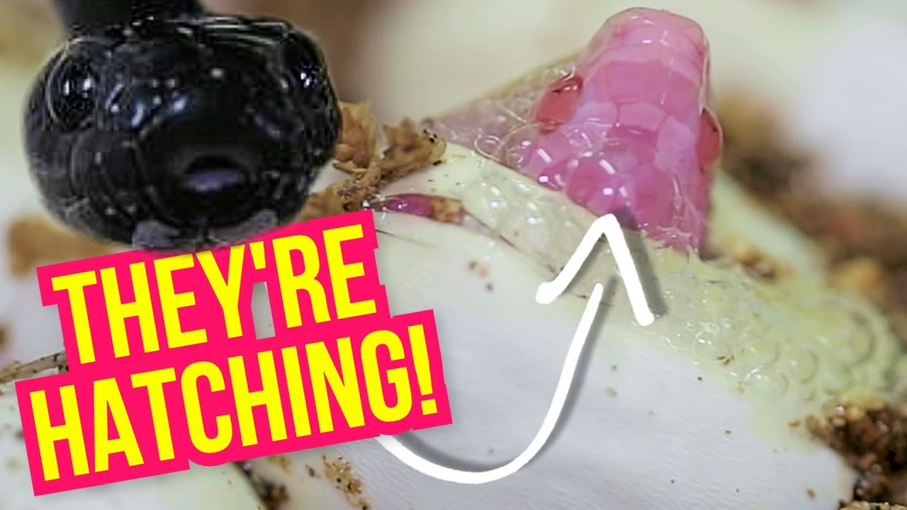 vlogs in spanish BABY SNAKES HATCHING!! | BRIAN BARCZYK