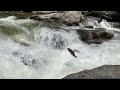 Idaho salmon leap upstream in this IDFG video