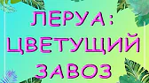 Орхидеи,узамба́рские фиалки,Самара🌺
