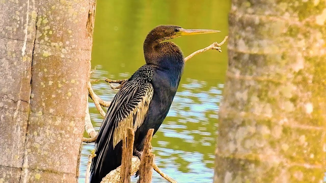 Biguatinga, Anhinga (Nome em inglês) Anhinga anhinga (Nome …