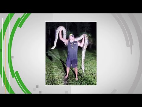 Video: In Florida, They Caught A Python Of A Record Length For These Places - Alternative View