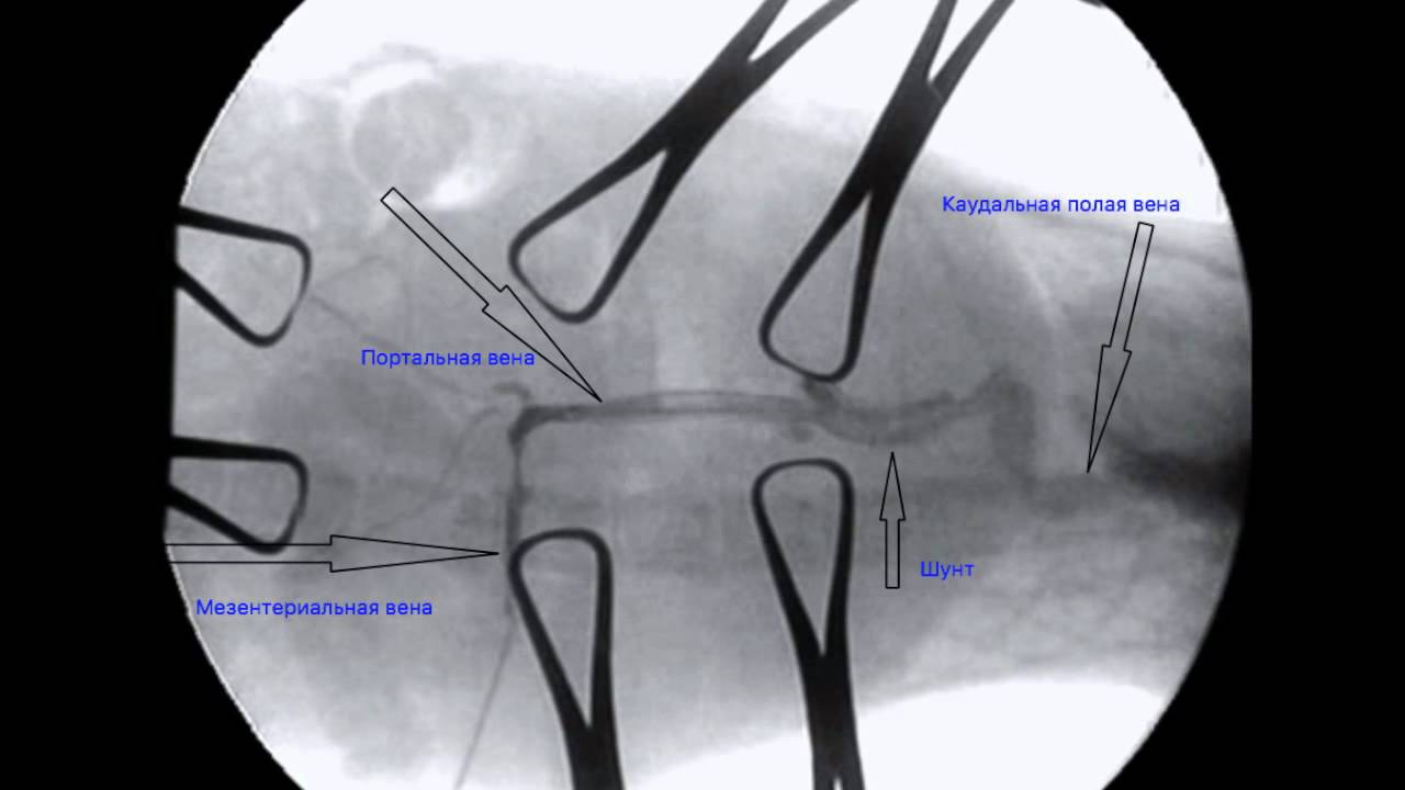 Шунт печени у собак