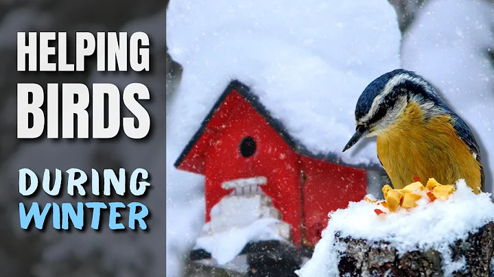The Right Way on How to Help Birds During Winter