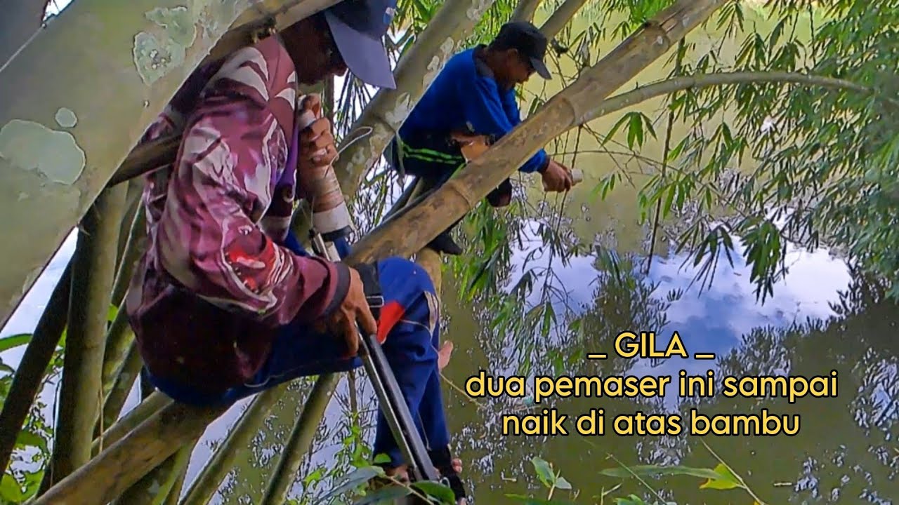 Demi Ikan Predator Dua Pemaser Ini Sampai Naik Di Atas Bambu