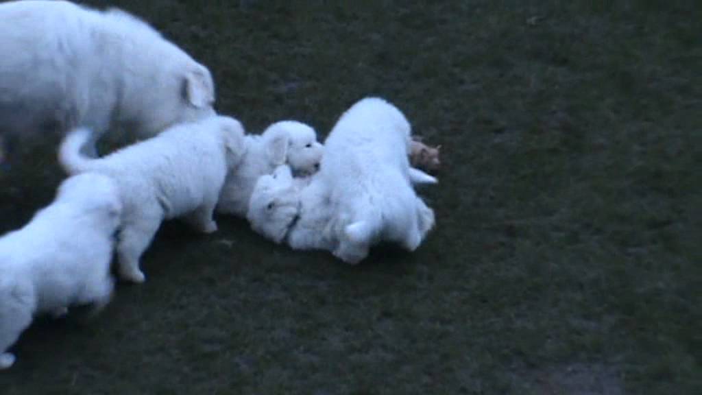 Cane da Pastore Maremmano Abruzzese/ Welpen - YouTube