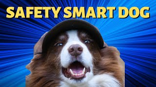 Bear the Border Collie  Safety Smart Dog  Told by Alan