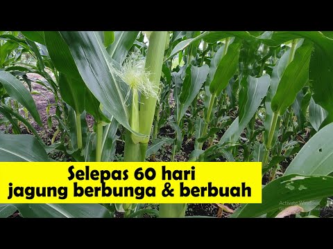 Video: Bila hendak menanam benih bunga jagung?