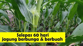 Jagung benih leckat 516 -  keluar bunga dan buah selepas 60 hari