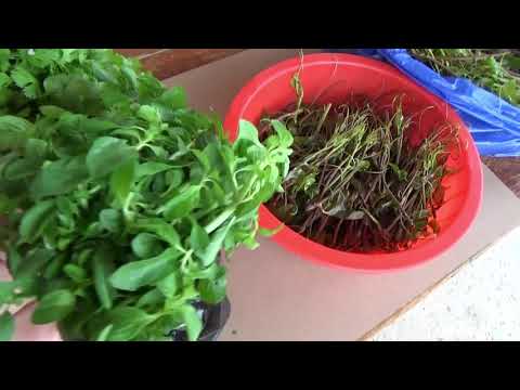 Видео: Baranets (трева) - полезни свойства и употреба на Baranets, Baranets Plun, обикновени, противопоказания