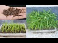 How to grow Water Spinach or Kalmi Saag In Pots at home Easily