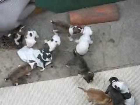 Spa Dog Company - Puppies from Kirra x TAZ