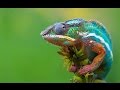 Топ 10 животных меняющих цвет