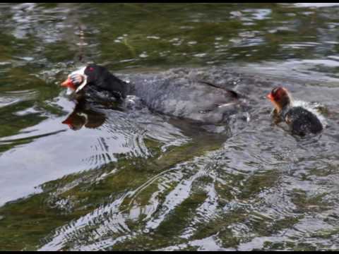 Video: Poplar row (mushroom sandpiper)