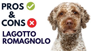 Lagotto Romagnolo Dog Breed Pros and Cons | Lagotto Romagnolo Advantages and Disadvantages