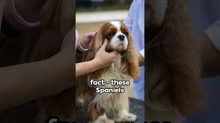 Cavalier King Charles Spaniel: Fun Facts of a Kings Favorite! #doglovers #dogs #pets #pettrends