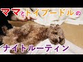 ママと犬のナイトルーティン！お散歩終わりから就寝まで【トイプードル】