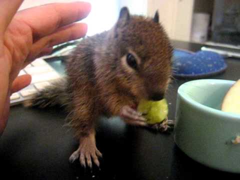 Baby ground squirrel eating, Animal Advocates, Mar...