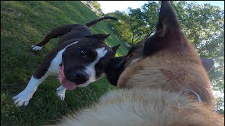 American Bully Tries Messing With Belgian Malinois At Dog Park