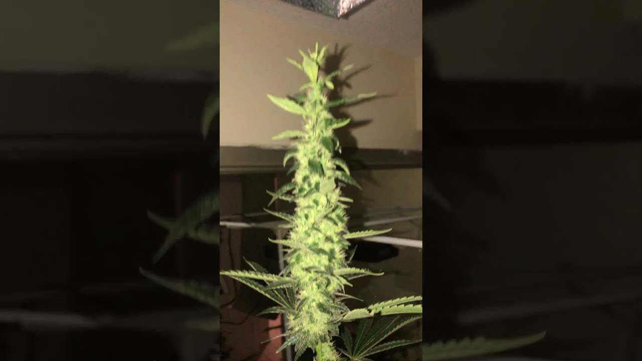 Ilgm mango kush grow - 400w hps