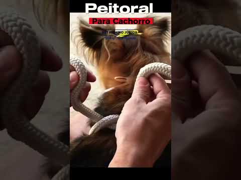 Vídeo: Dicas para cães com pele seca