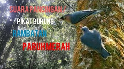 suara pancingan rambatan paruh merah / pikat rambatan paruh merah
