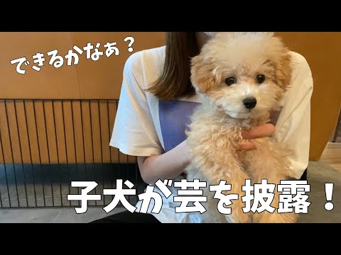 【生後3ヶ月】トイプードルの子犬が覚えたての芸を披露！できるかな？！