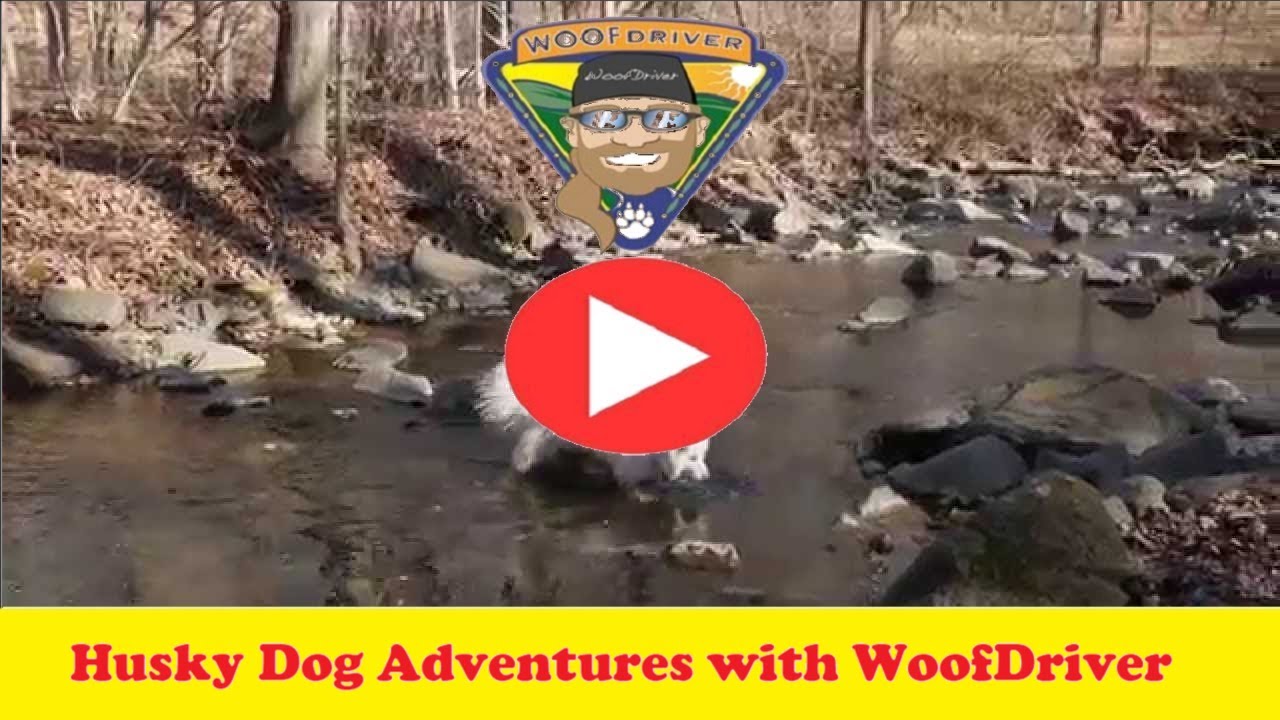 Adventures of Husky Dog Free-Ranging The Deep Forest