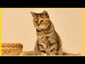 【保護猫9匹】初めて流しそうめんを見た猫/夏の思い出🐬🌻/感謝の気持ち💐