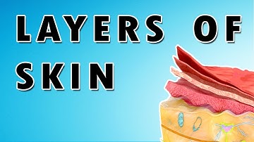 Skin Layers - Stratum Corneum, Basale, Granulosum, and Spinosum