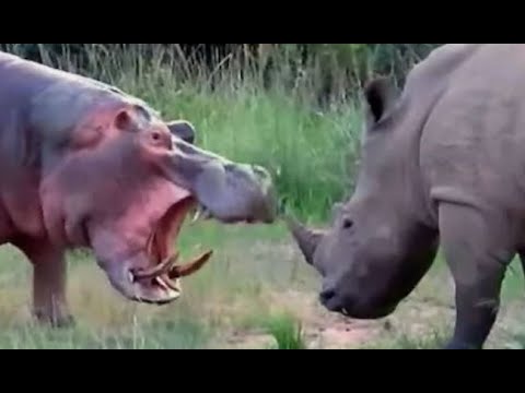 Vídeo: Diferença Entre Hipopótamo E Rinoceronte