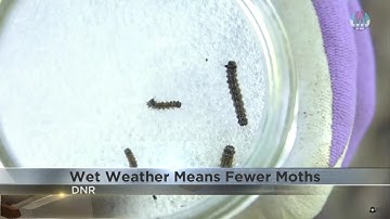 Rainy weather impacting spongy moth population