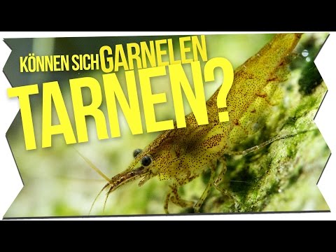 KÖNNEN SICH GARNELEN