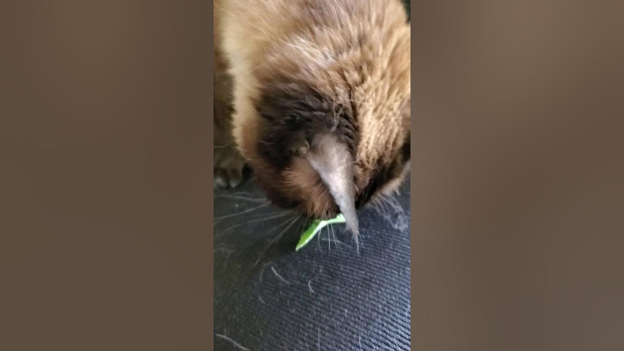 Catnip. Old Cat's Reaction to fresh grown catnip. YouTube