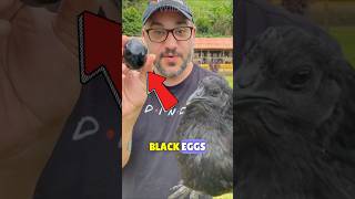 The Rooster That's Black To The Bone!🐓🖤 | Ayam Cemani: The Enigmatic Black Rooster
