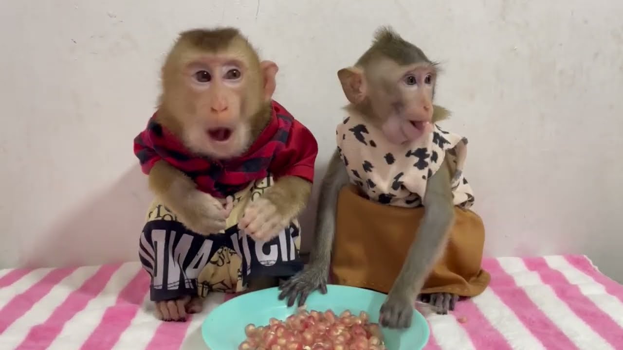 Ooh no..!! Jasmine & Koy in active too much sleepy when eating dinner 