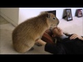 After a Long Absence... Romeo and Tuff'n Capybara 再びカピバラを満たす
