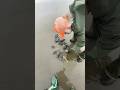 3 Large Perfect Razor Clams In Under 1 Minute 3 Large Perfect Razor Clams In Under 1 Minute